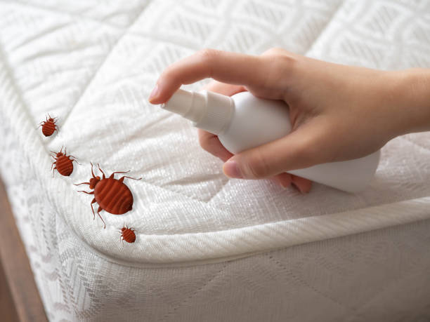 Best Insect Control  in Dawson, TX