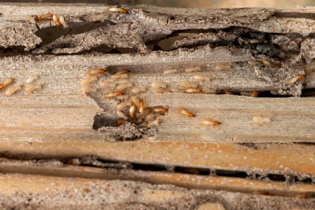 Best Cockroach Control Services  in Dawson, TX