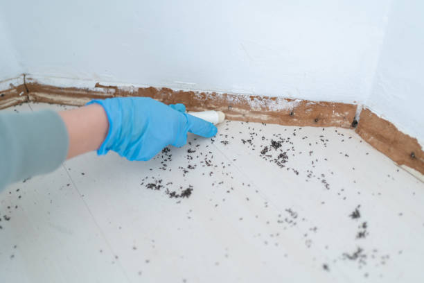 Best Rat Extermination Near Me  in Dawson, TX